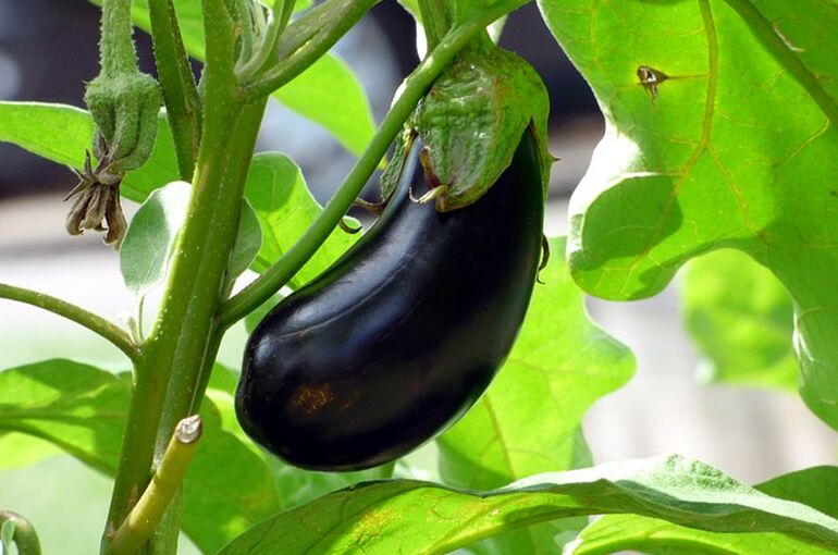 vegetable-2584412_640