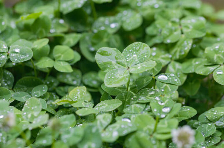 istockphoto-1404191485-612x612