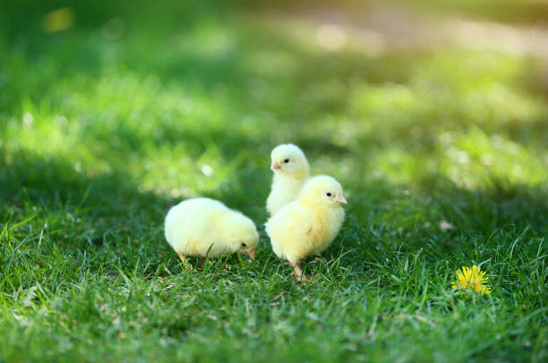 istockphoto-1124407692-612x612