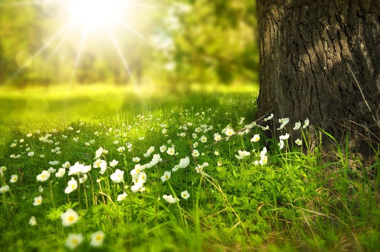 flowers-276014_1280