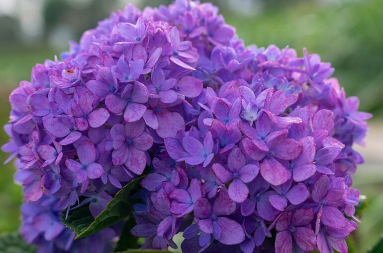 hydrangea-4455742_640