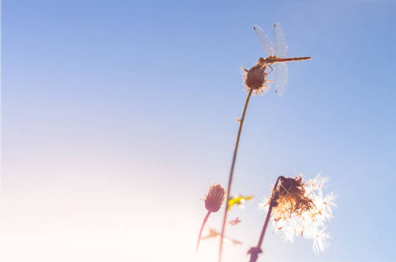 istockphoto-1404295055-612x612