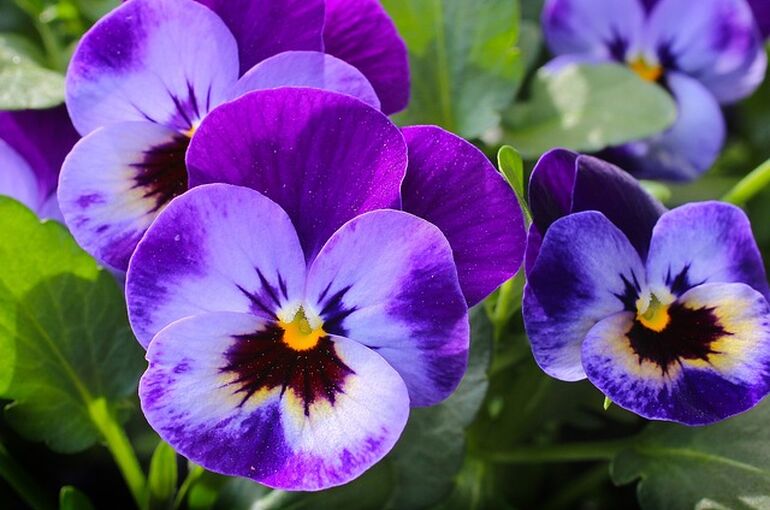 pansy-327188_640