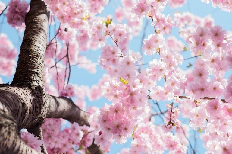 japanese-cherry-blossom-1839982_1280