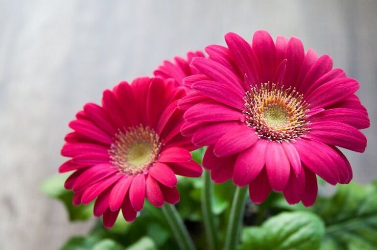 flower-631765_1280