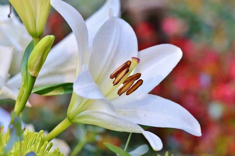flower-3763573_1280