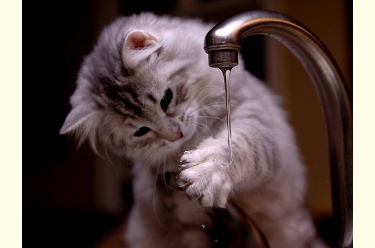 cat-5966014_1280
