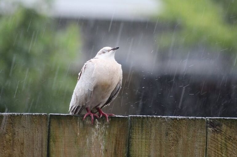 bird-7850999_1280