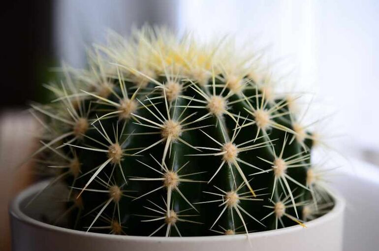 congerdesign-cactus-6743531_1920