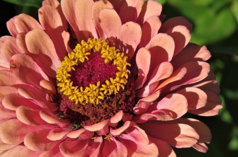 flower-2886896_1280
