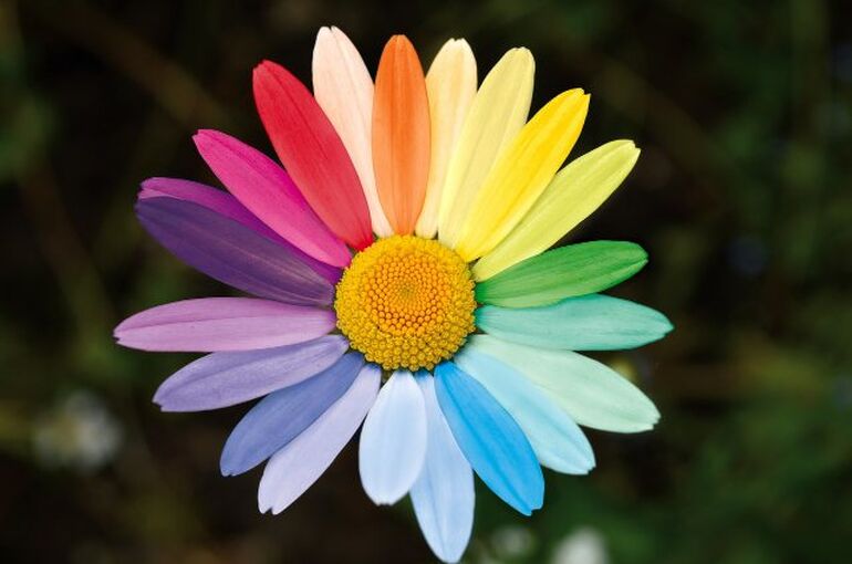 marguerite-6374662_1280