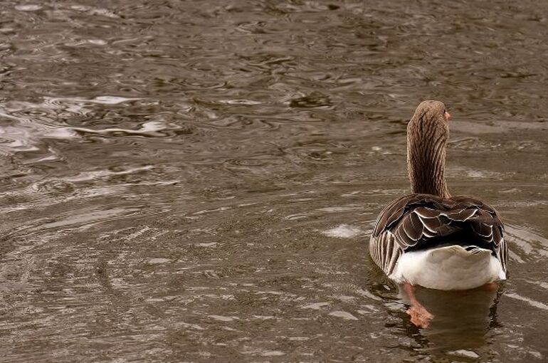 goose-3209702_1280