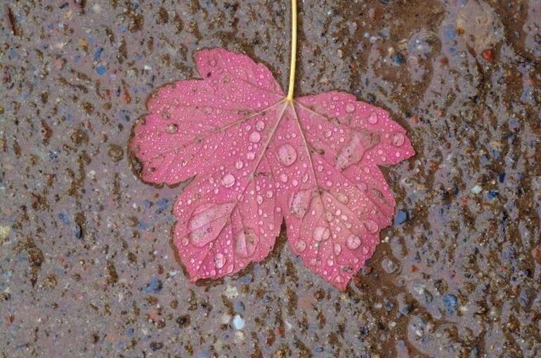 maple-leaf-60121_1280