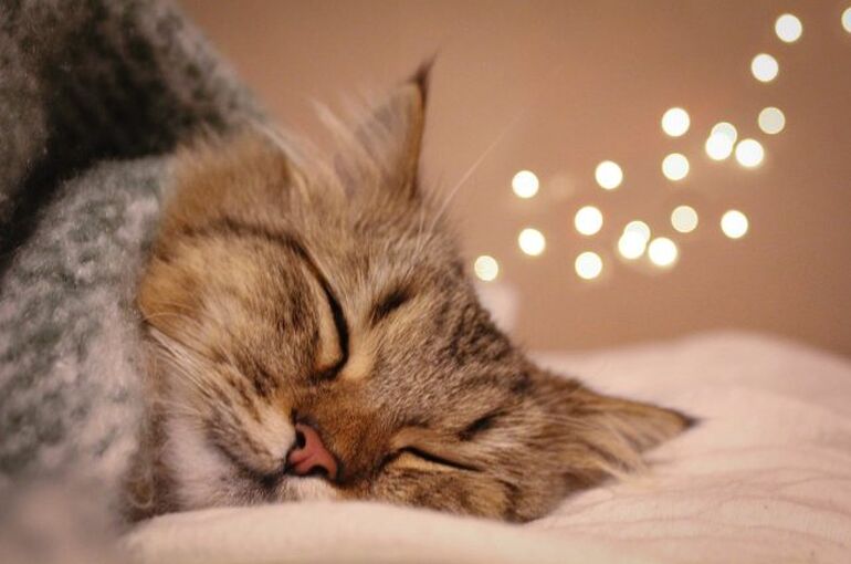 cat-5002483_1280