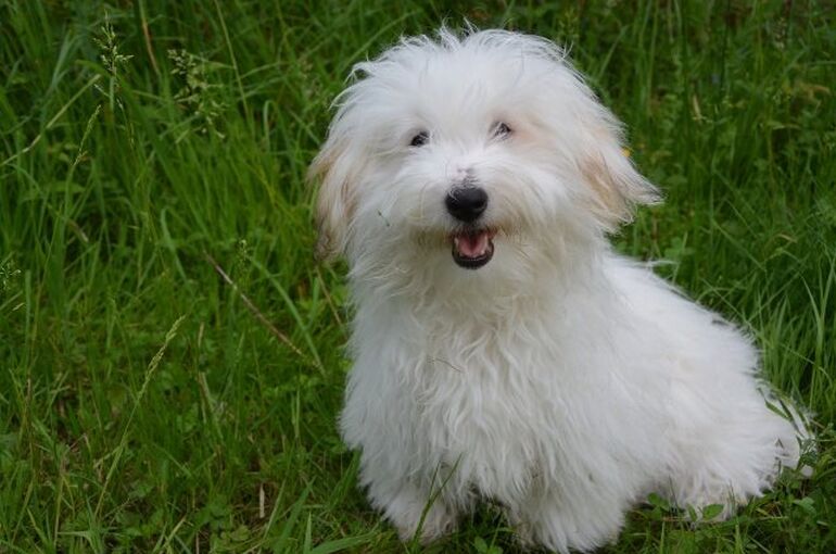 coton-de-tulear-2417968_1280