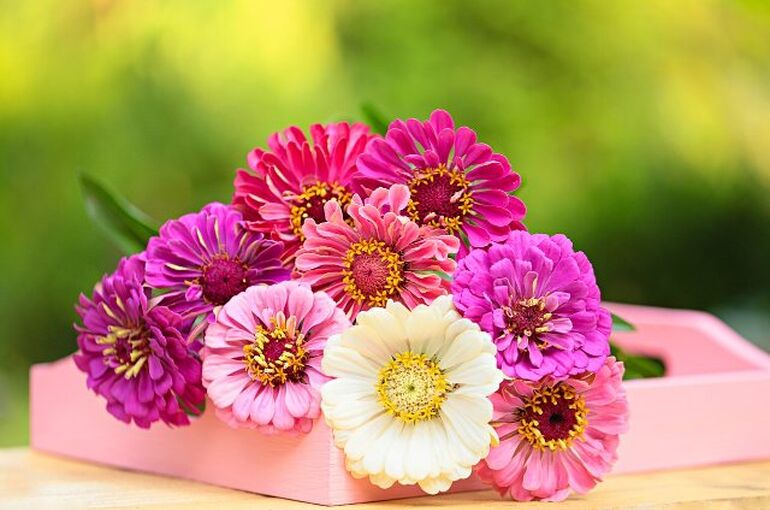 flower-3069038_1280