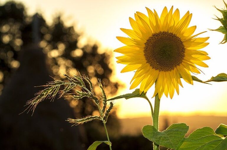 sunflower-1127174_1280