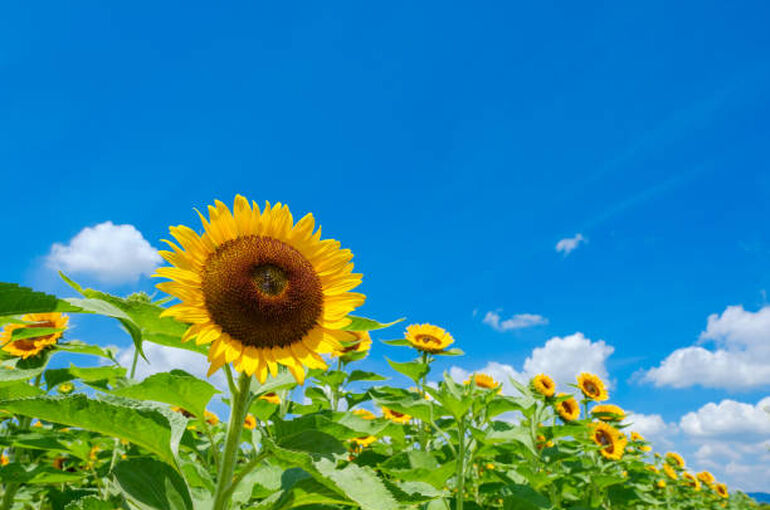 istockphoto-1267264532-612x612