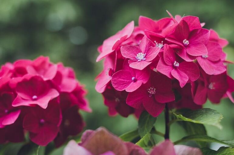 flower-5532935_1280