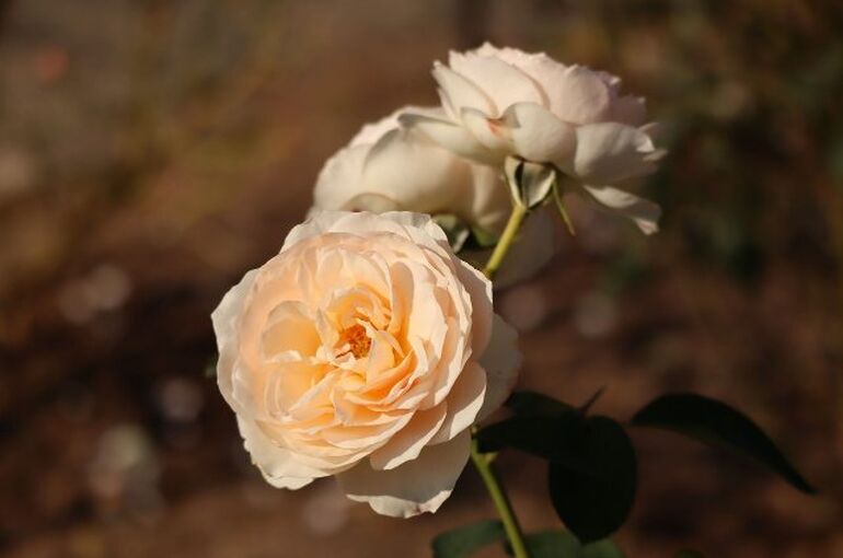 flowers-4602787_1280