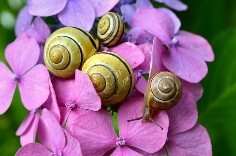 cepaea-snails-492428_1280