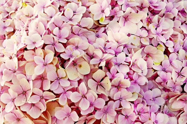 hydrangea-3659614_1280