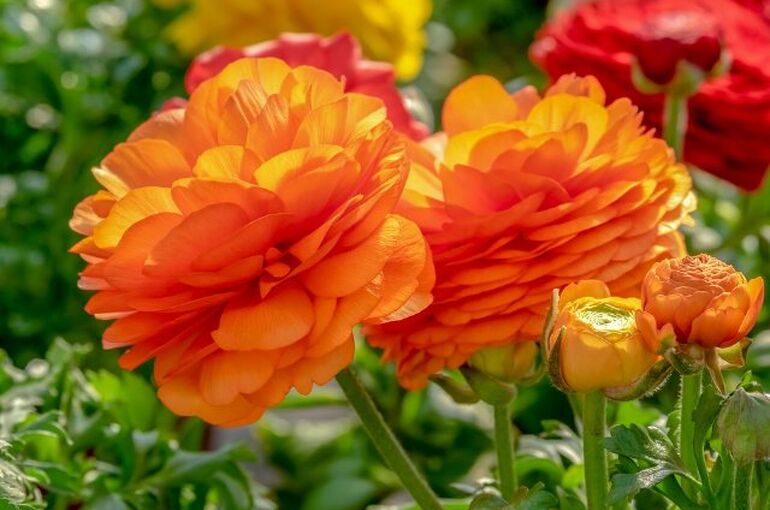 ranunculus-4076082_960_720