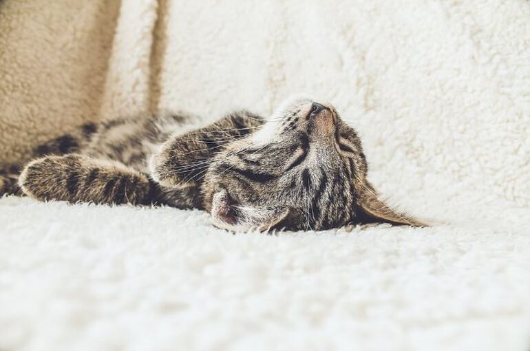 cat-2607051_960_720