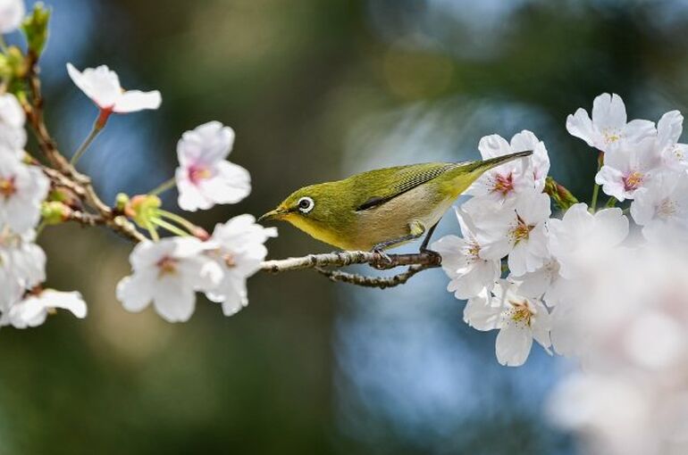 bird-7127630_960_720