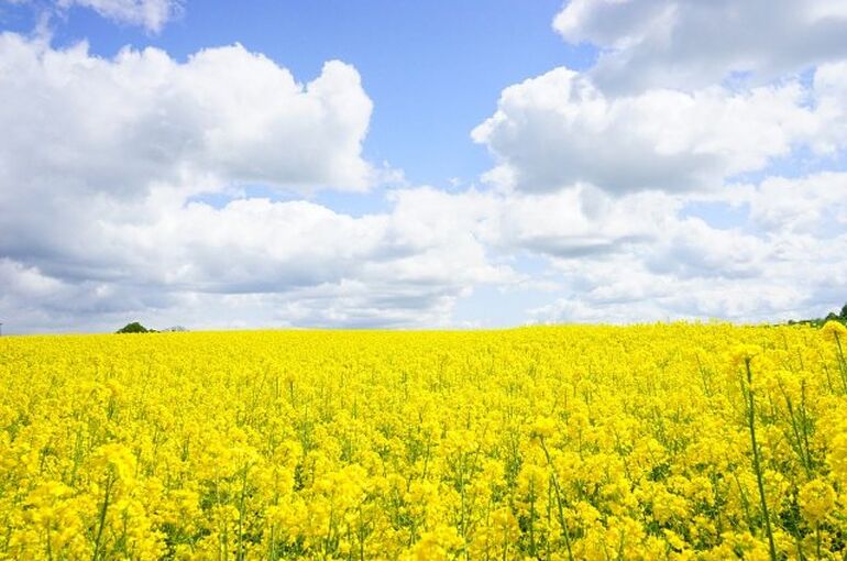 field-of-rapeseeds-474515_960_720