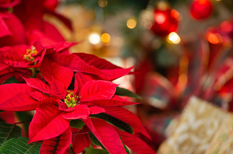 istockphoto-1088302292-170667a