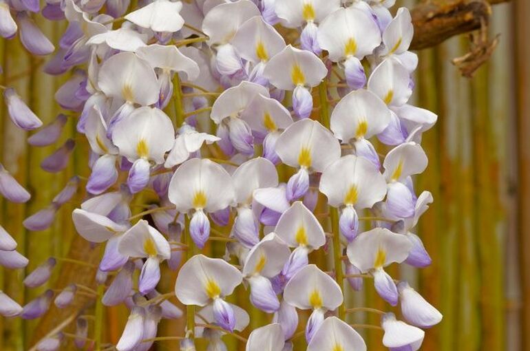flowers-2249083_960_720