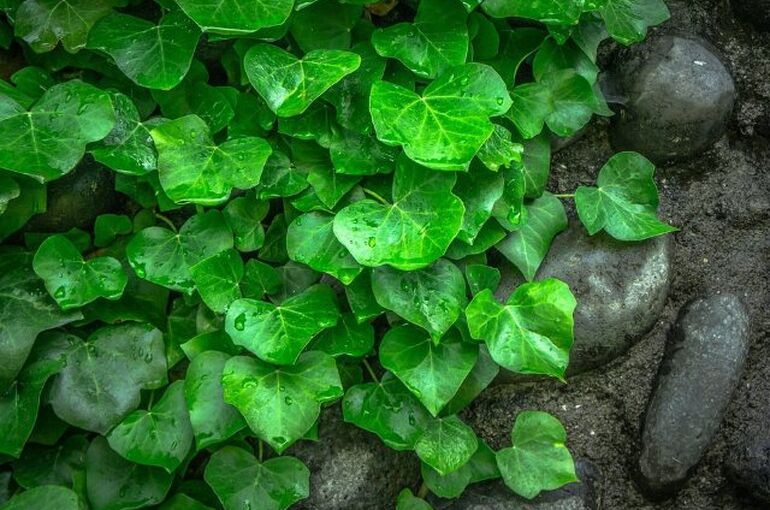 ivy-1476907_960_720