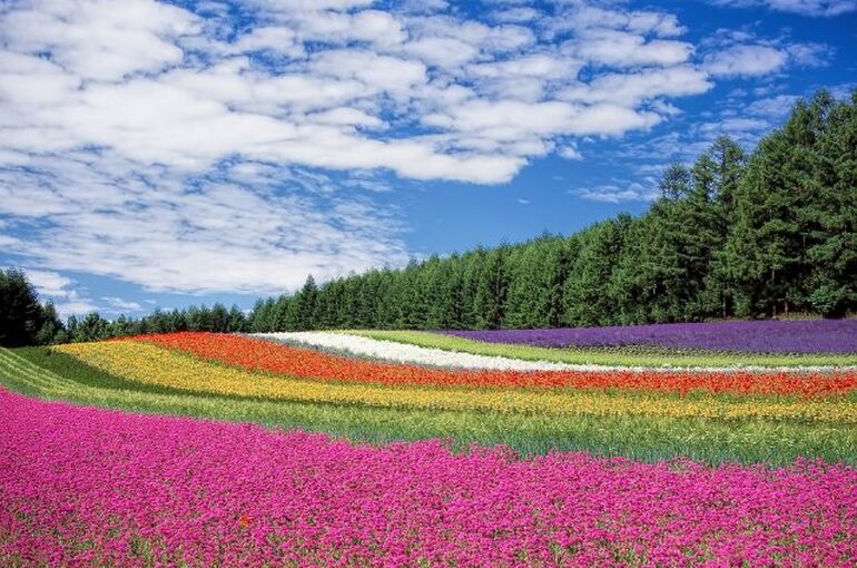flower-field-250016_960_720