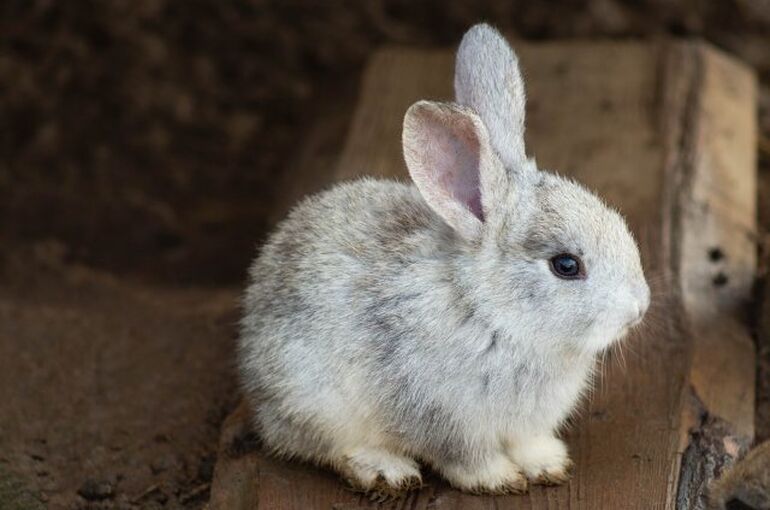 rabbit-3578422_960_720
