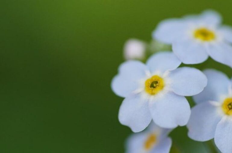 forget-me-not-6482766_960_720