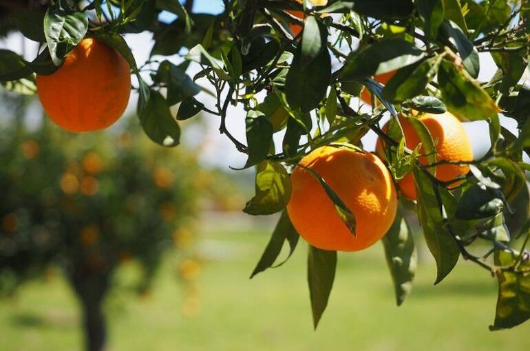 oranges-1117642_960_720