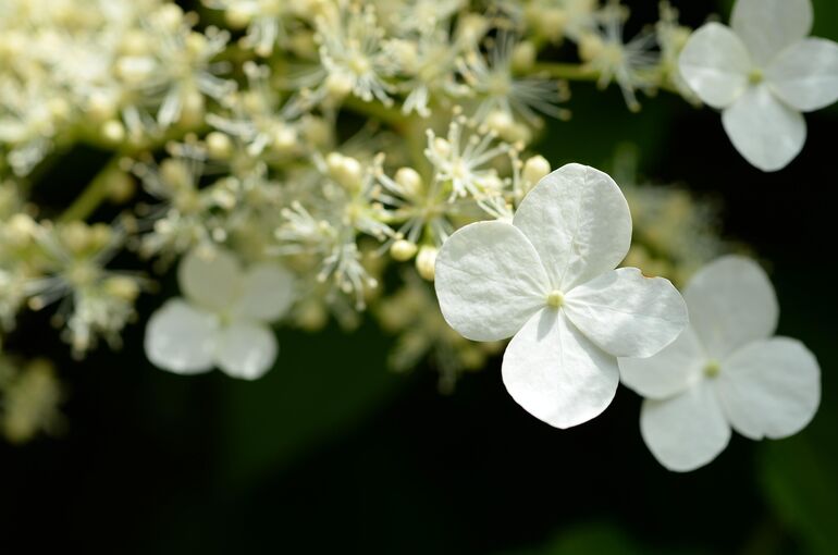 gosu-hydrangea-1125985_1920