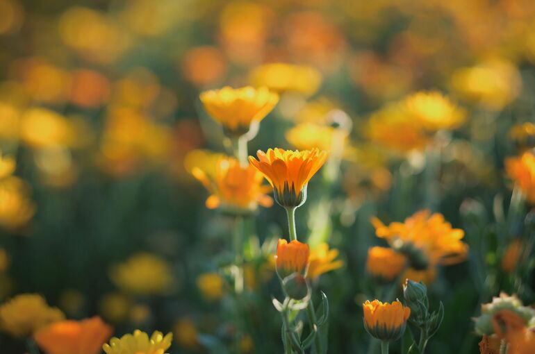 shogun-flower-7304050_1920
