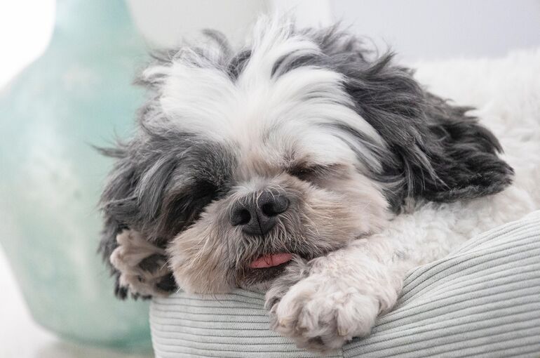 picsbyfran-shih-tzu-8287355_1920 (1)