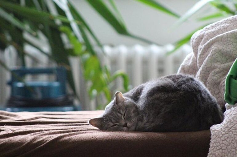 cat-2520988_960_720