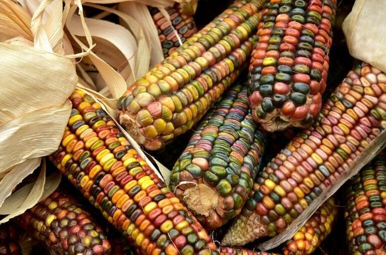 corn-3663086_960_720