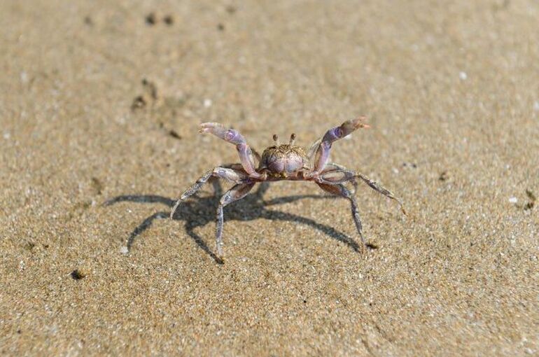 crab-865474_960_720