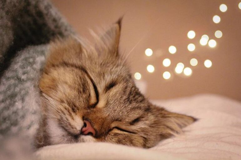 cat-5002483_960_720