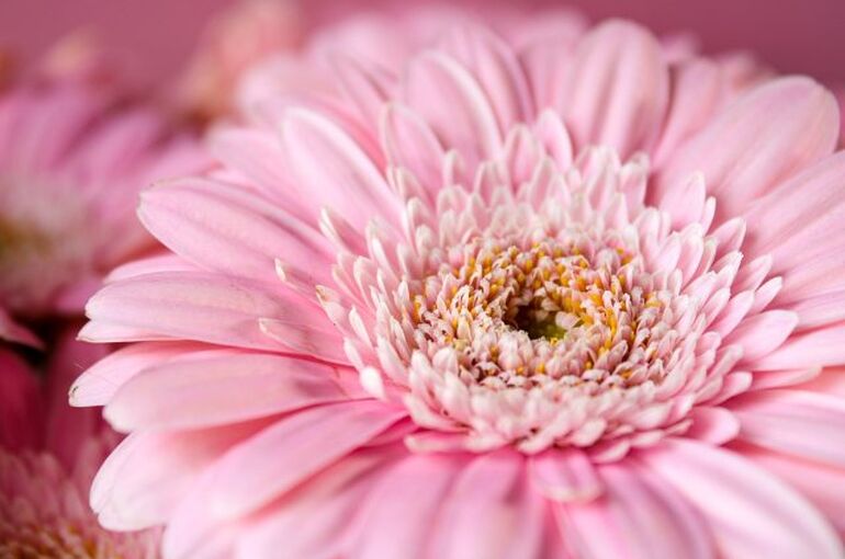 gerbera-4712871_960_720