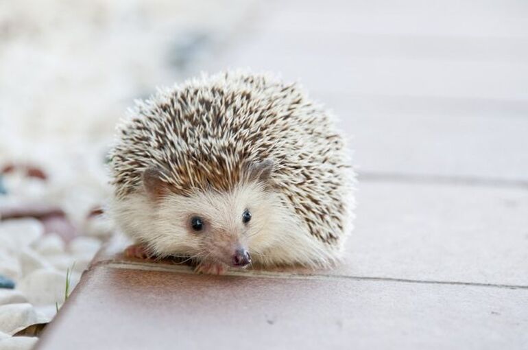 hedgehog-468229_960_720