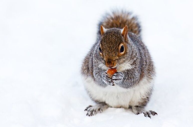 animal-17819_960_720