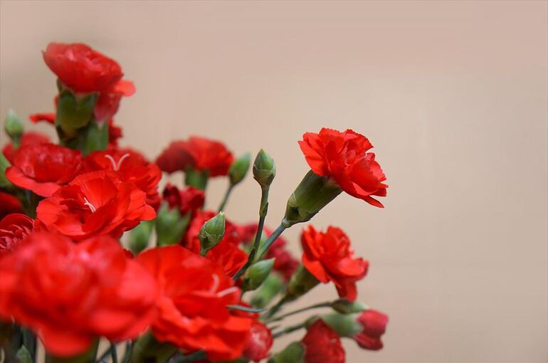 carnations-3200027_960_720