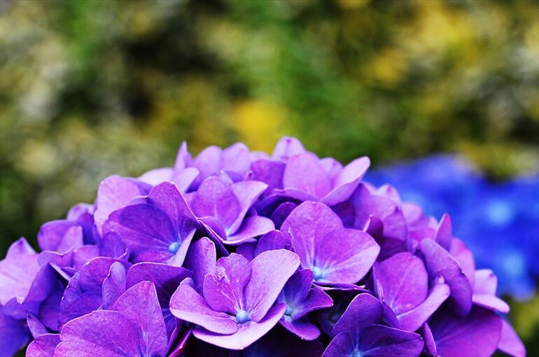 hydrangea-1518510_960_720