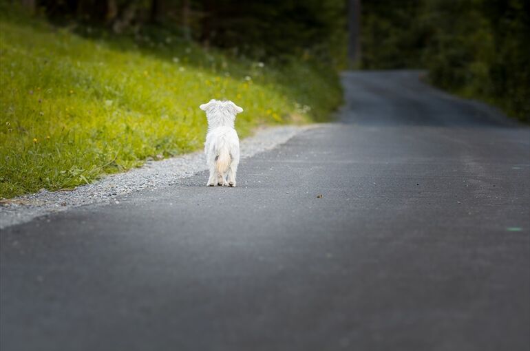dog-1543329_960_720